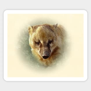 Coati Sticker